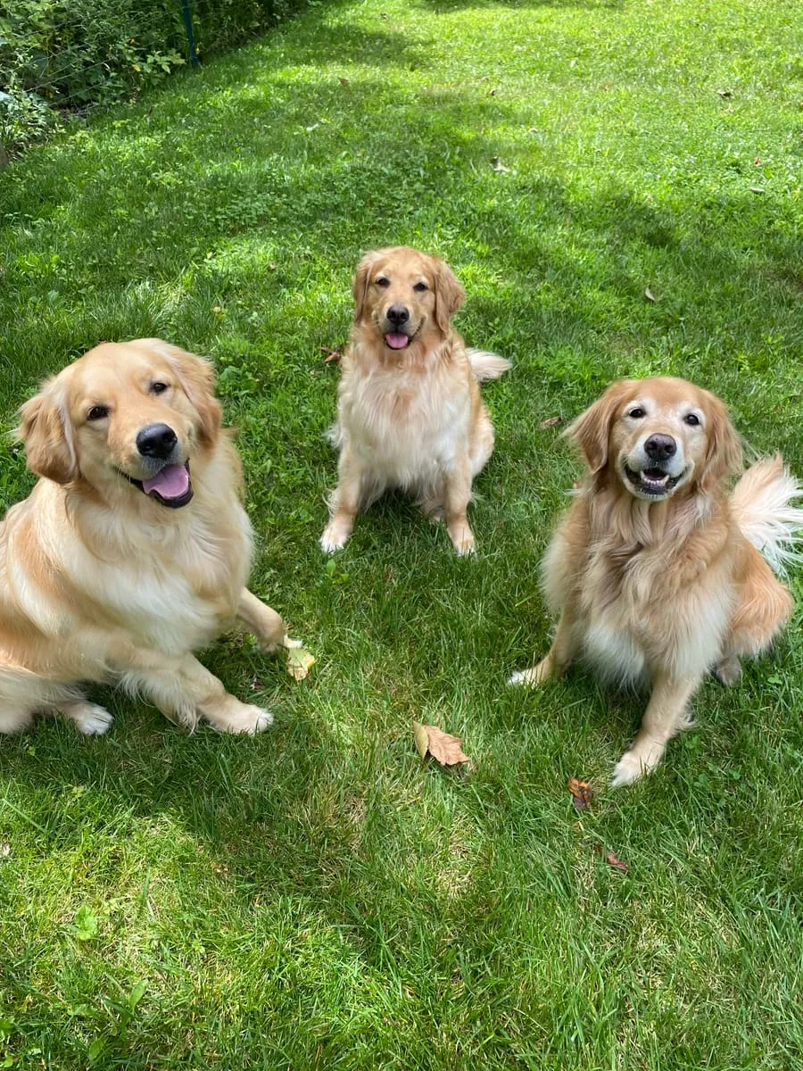 Trinket, Nalu, & Gouda, a member of the pet family
