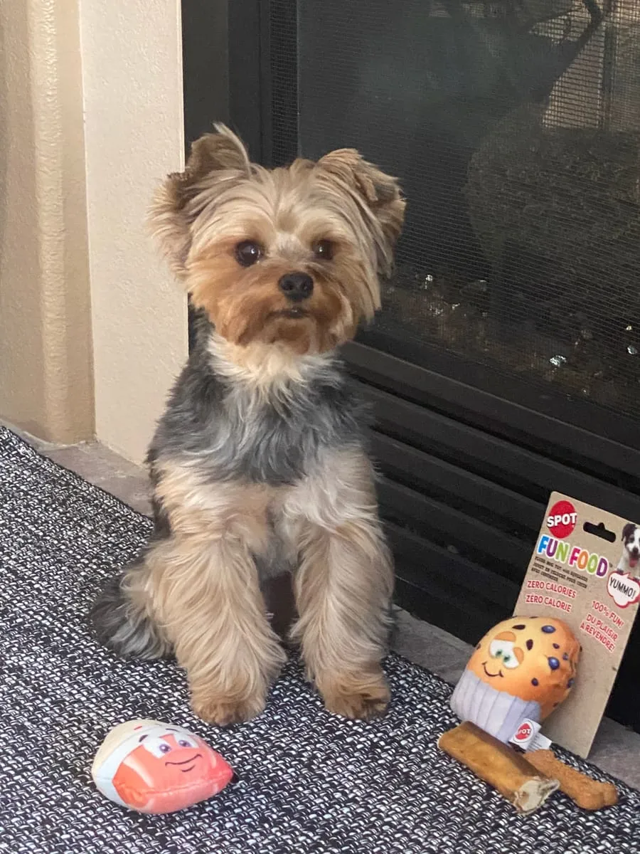Tucker, a member of the pet family