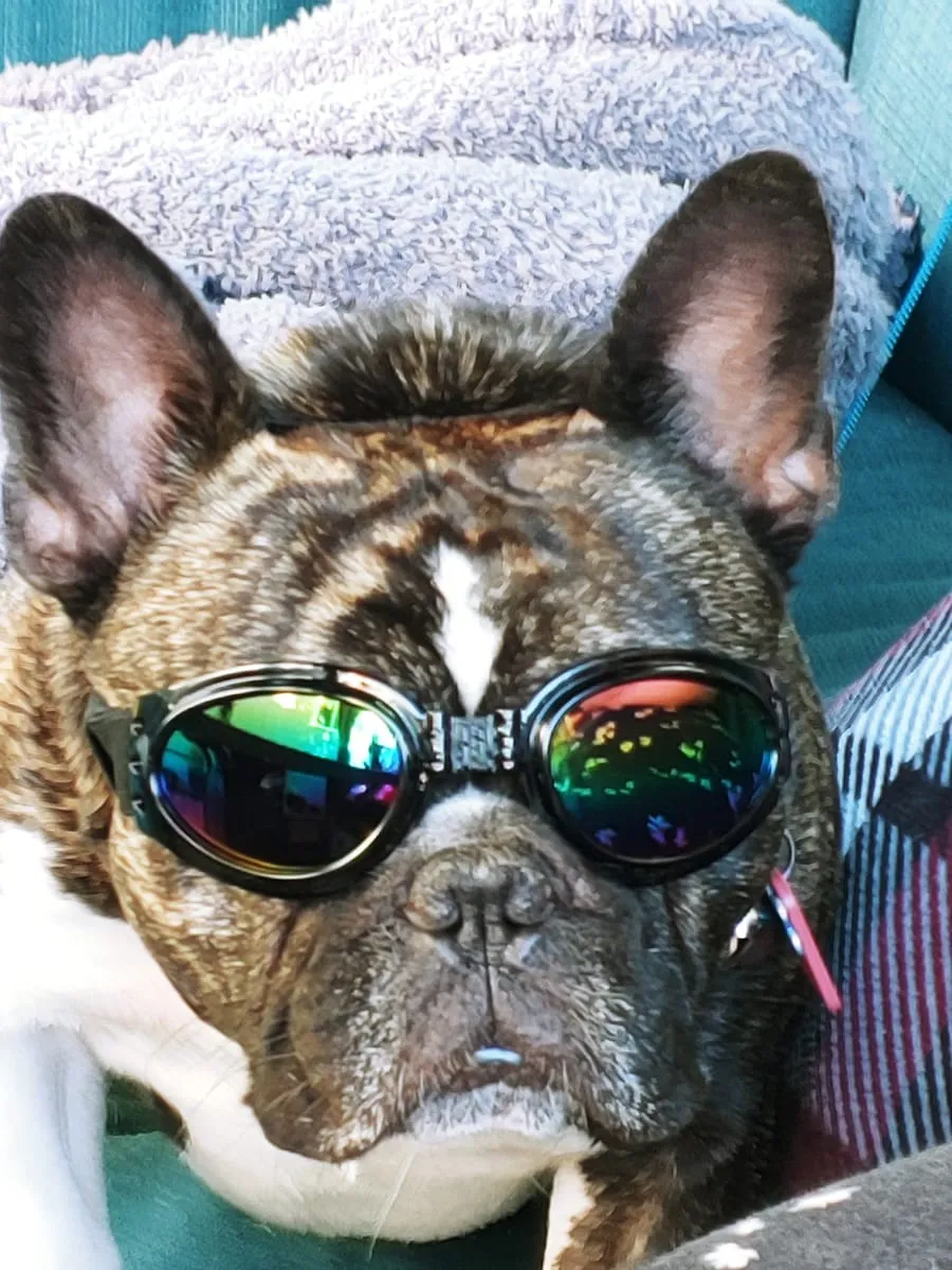 Yogi, a member of the pet family