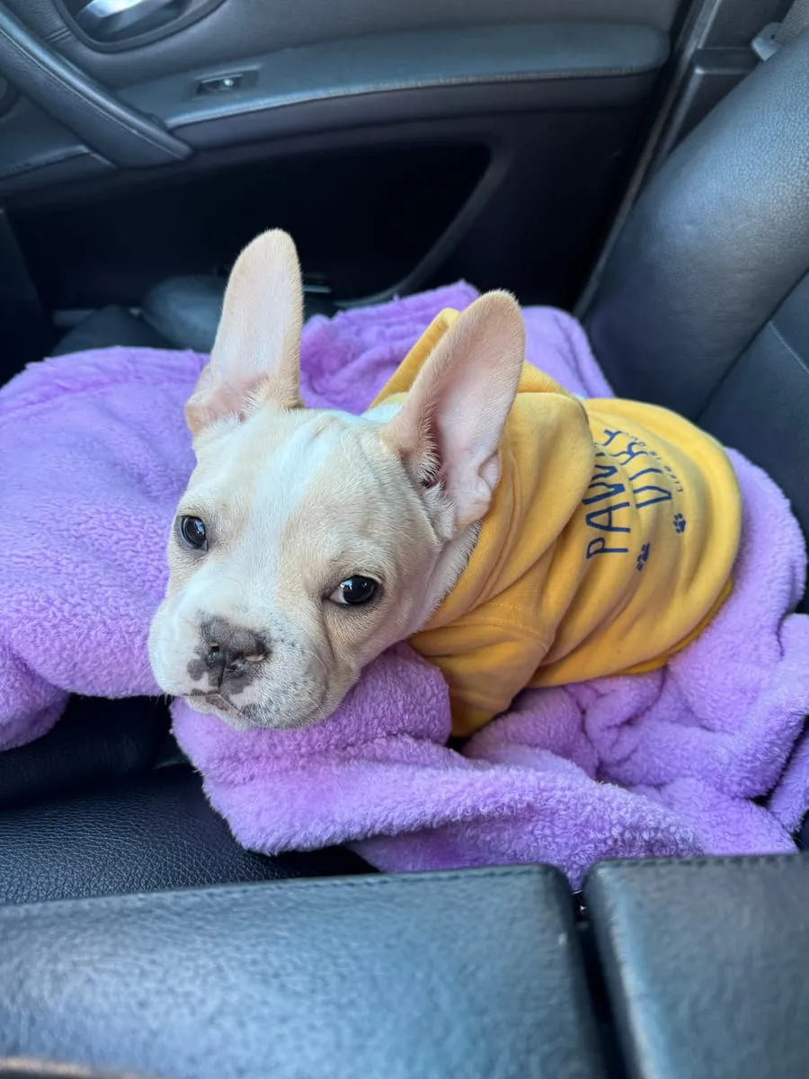 Zeus Mateos, a member of the pet family